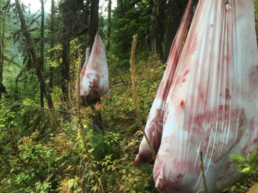 The Monarch of the Mountain