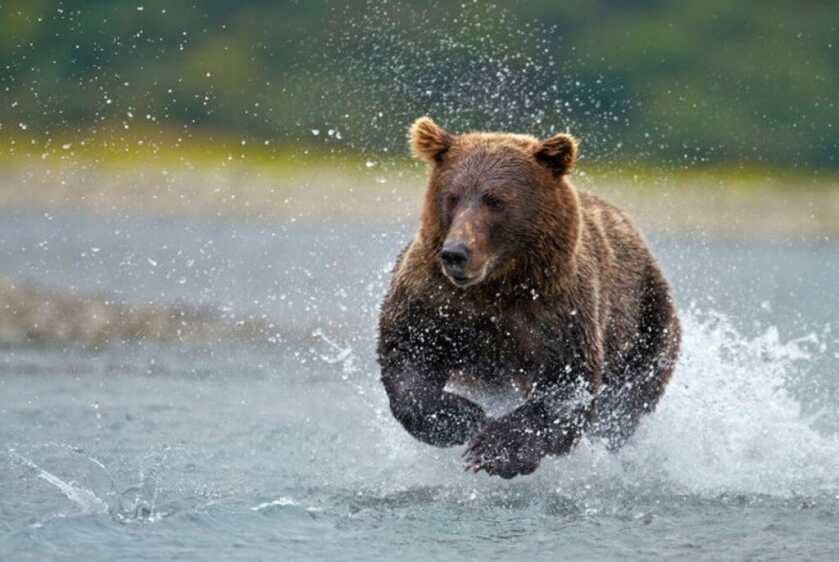 The 11-Year-Old Grizzly Slayer: Elliot Clark and his Remington 870