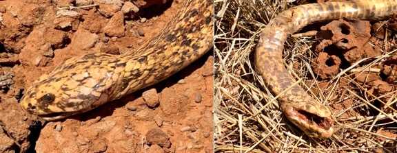 The Affordable Safari; Your African Dream Hunt, Part II