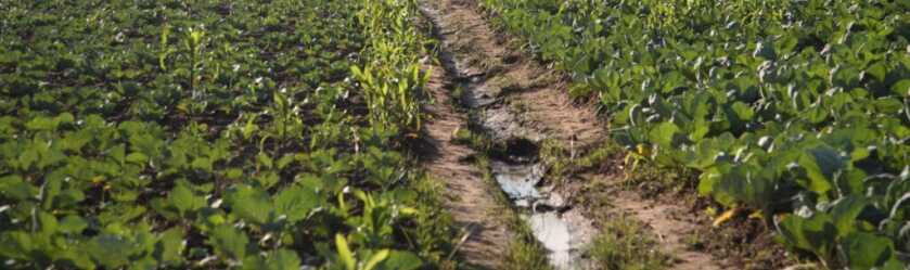 Killer Baboons: Peter Capstick’s MAC-10 Submachine Gun Killer Baboons: Peter Capstick’s MAC-10 Submachine Gun