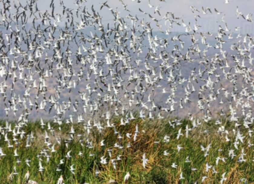 Killer Baboons: Peter Capstick’s MAC-10 Submachine Gun Killer Baboons: Peter Capstick’s MAC-10 Submachine Gun