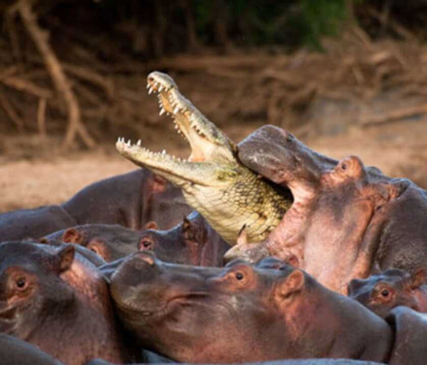 Killer Baboons: Peter Capstick’s MAC-10 Submachine Gun Killer Baboons: Peter Capstick’s MAC-10 Submachine Gun