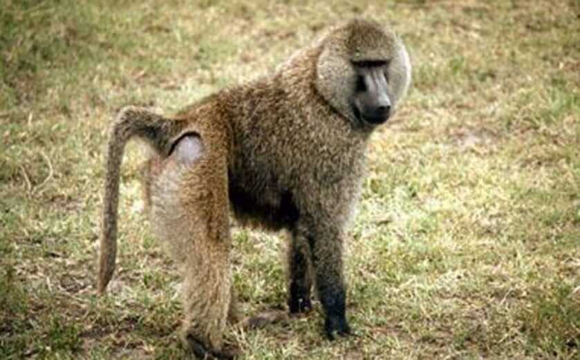 Killer Baboons: Peter Capstick’s MAC-10 Submachine Gun Killer Baboons: Peter Capstick’s MAC-10 Submachine Gun