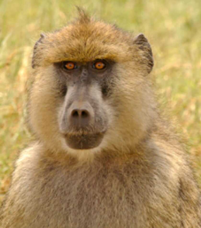 Killer Baboons: Peter Capstick’s MAC-10 Submachine Gun Killer Baboons: Peter Capstick’s MAC-10 Submachine Gun