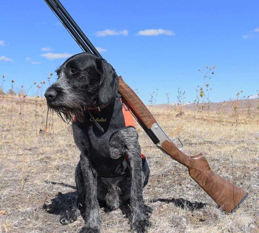 Silver Eagle's Light Super 20 Gauge Over Under gets Field Tested: Full Review Silver Eagle's Light Super 20 Gauge Over Under gets Field Tested: Full Review