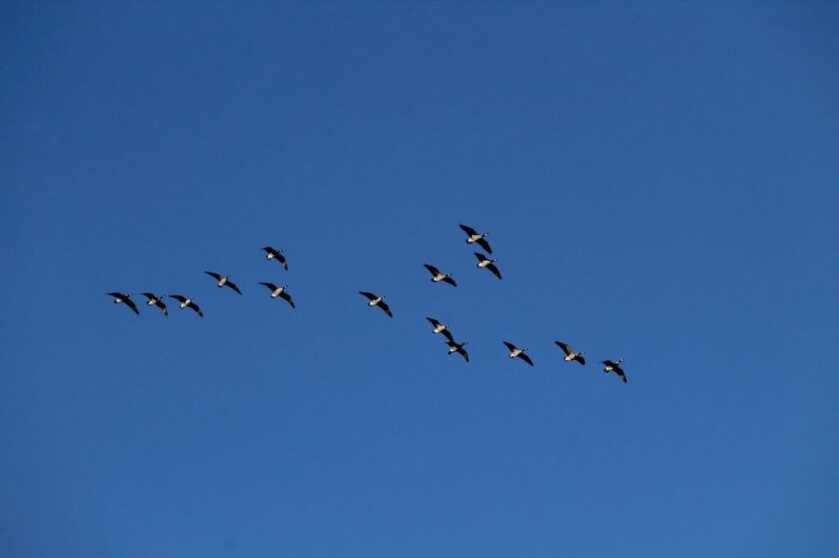 Field Test: Federal Premium Black Cloud TSS