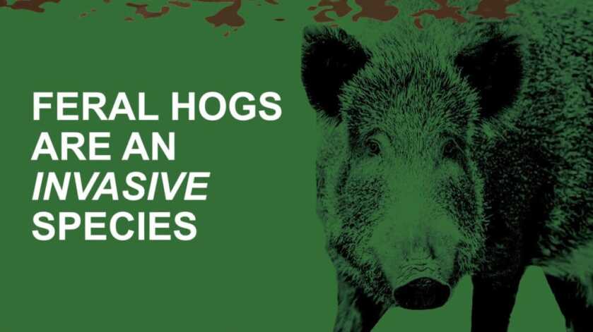 US Forest Service Weighs in on Hog Hunting in Missouri US Forest Service Weighs in on Hog Hunting in Missouri