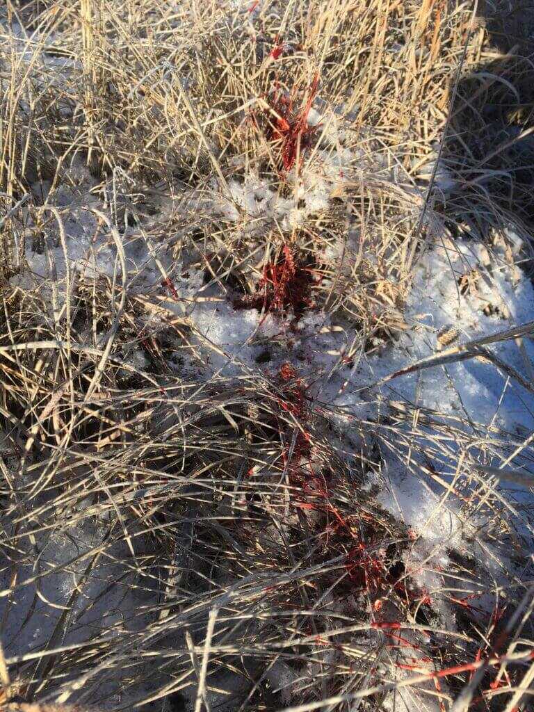 Bullet Selection For Your Next Big Game Hunt Bullet Selection For Your Next Big Game Hunt