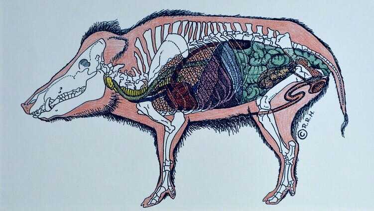 Taking Hogs: Exit Wounds Taking Hogs: Exit Wounds