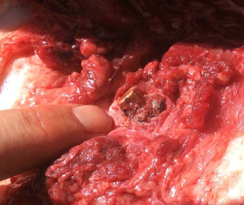 Taking Hogs: Exit Wounds Taking Hogs: Exit Wounds