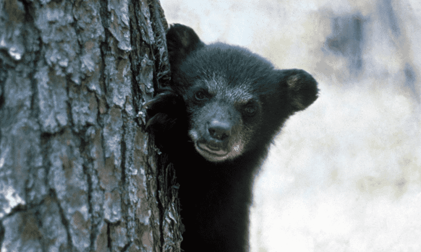 Fact Check: Is the Trump Administration Allowing Alaska Hunters to Kill Baby Bears? Fact Check: Is the Trump Administration Allowing Alaska Hunters to Kill Baby Bears?