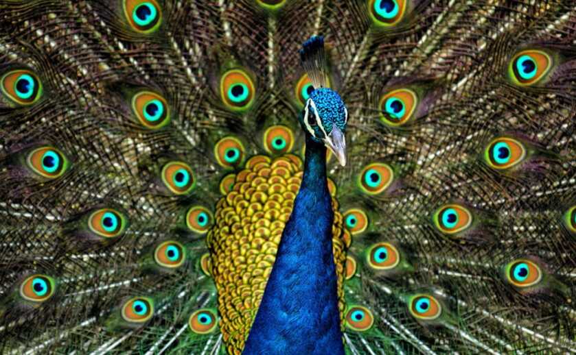 The Tiny Pocket-Sized North American Arms Zebra Killer