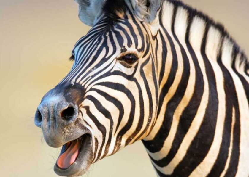 The Tiny Pocket-Sized North American Arms Zebra Killer