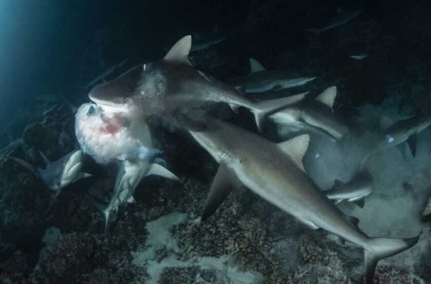 Ernest Hemingway’s Tommy Gun: Full Auto Shark Repellent Ernest Hemingway’s Tommy Gun: Full Auto Shark Repellent