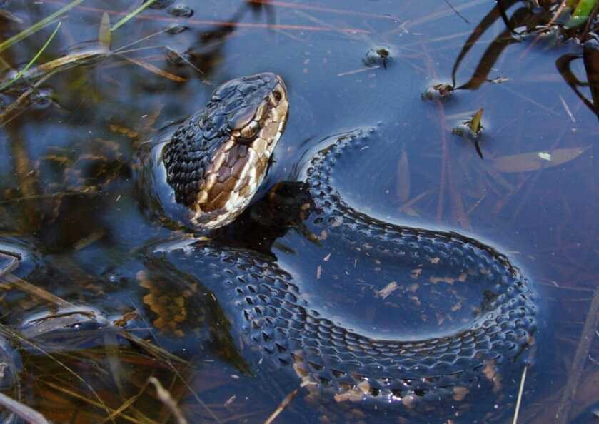 Three Headshots in Ten Minutes: Tangos Down - TacSol X-Ring w/Magpul X-22