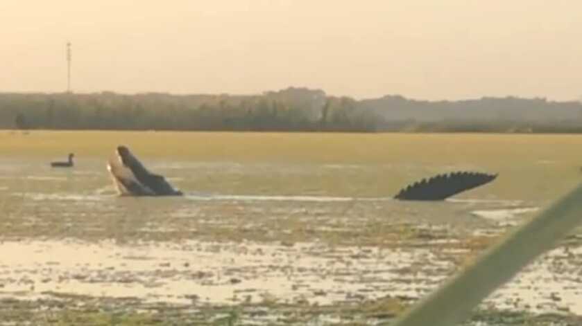 WATCH: 'Dinosaur-Sized' Alligator Casually Claims Ducks from Hunters