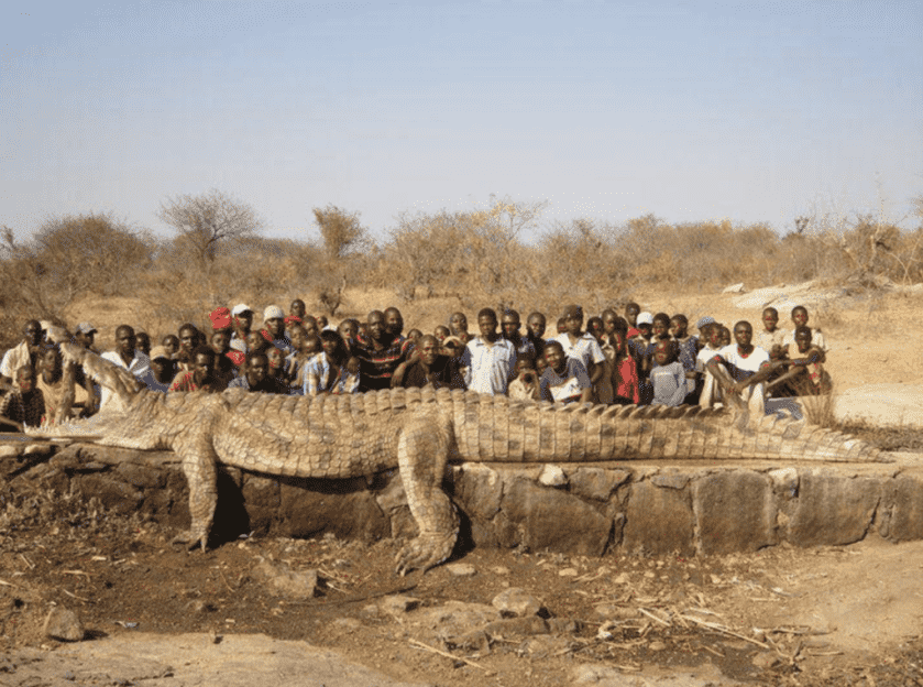 Don't Go Into the Swamp: Crocodiles and the Japanese Type 99 Rifle