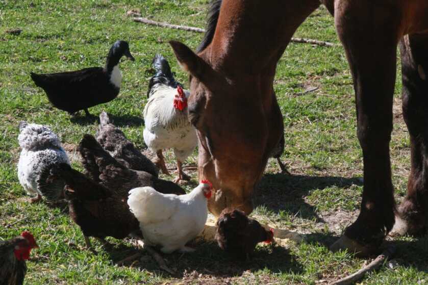 Sightmark Citadel 1-10x24 CR1 Scope Review