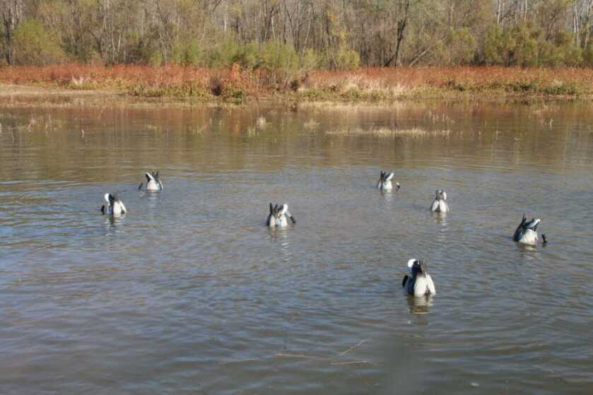 Lucky Duck’s New Agitator