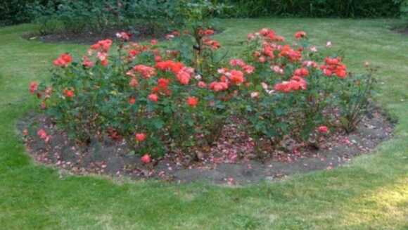 The Siege of Vicksburg, Slavery, and a Freshly-Dug Rose Bed The Siege of Vicksburg, Slavery, and a Freshly-Dug Rose Bed