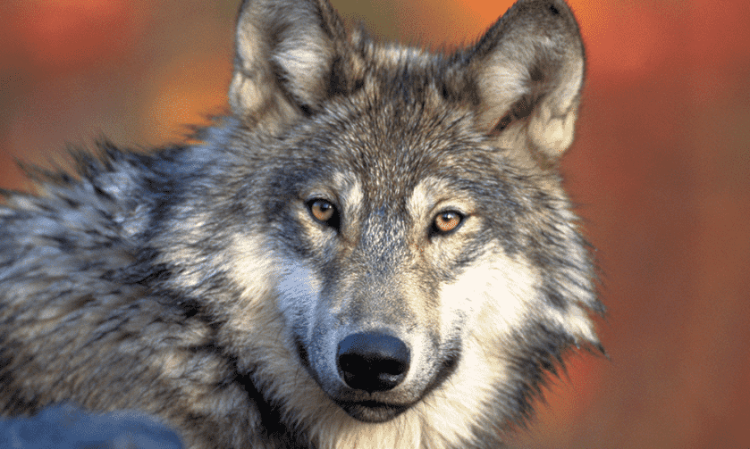 Wisconsin Wolf Hunters More Successful Than Anticipated: Culled 97 Over Quota Wisconsin Wolf Hunters More Successful Than Anticipated: Culled 97 Over Quota