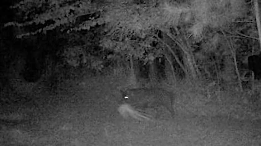 Alabama: Hunters Can Now Take Coyotes, Hogs At Night Alabama: Hunters Can Now Take Coyotes, Hogs At Night