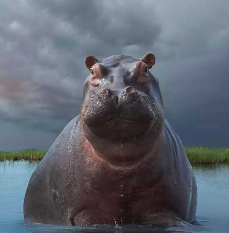 Pablo's Hippos: The Death of the Most Dangerous Man in the World