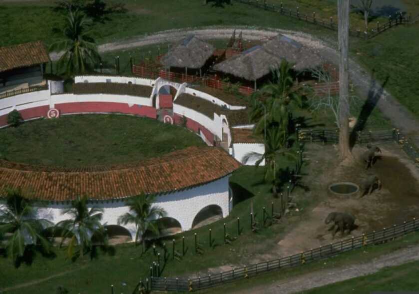 Pablo's Hippos: The Death of the Most Dangerous Man in the World