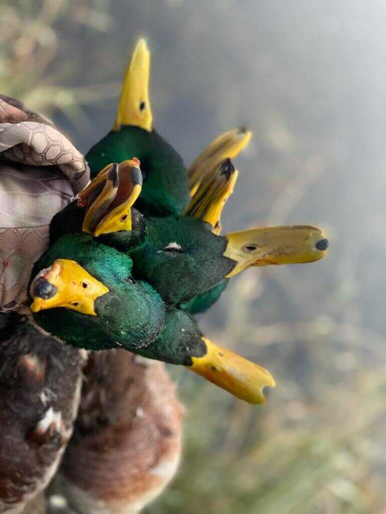 Field Goose Hunting Fundamentals