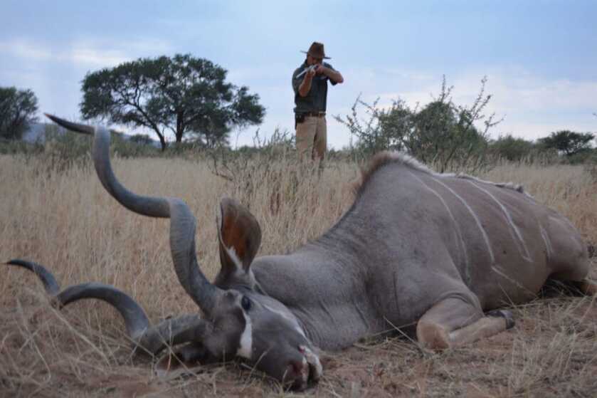 Take the Shot? A Mature Kudu Bull Offers A High-Speed Opportunity