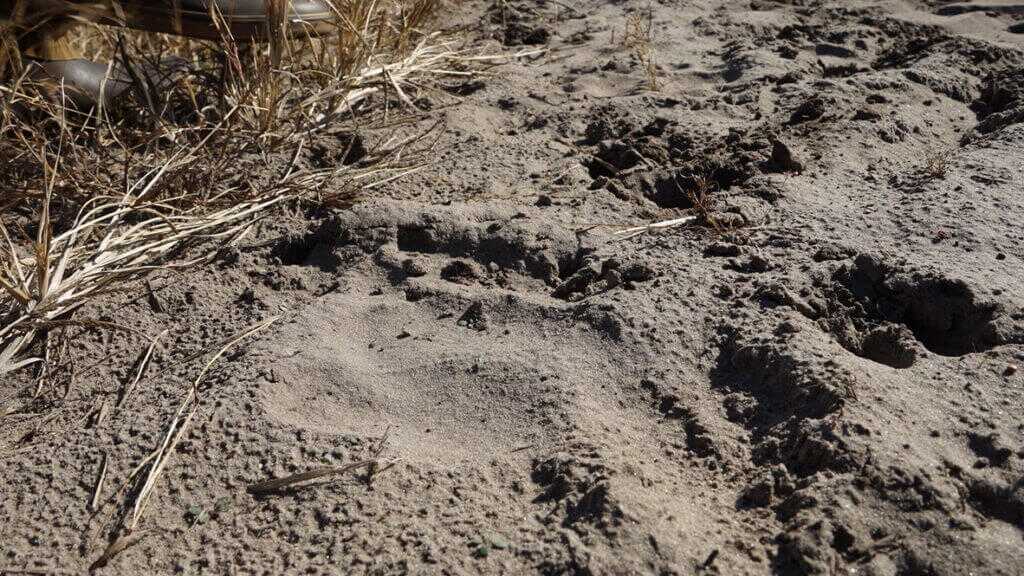 The Biggest Black Bears in the World