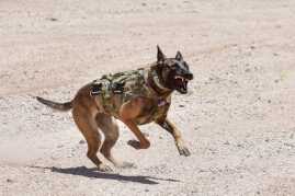 Sig Freedom Days – Media Day for the Masses! Sig Freedom Days – Media Day for the Masses!