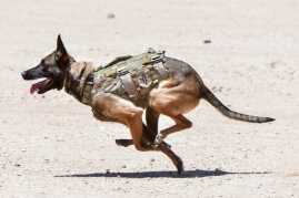 Sig Freedom Days – Media Day for the Masses! Sig Freedom Days – Media Day for the Masses!