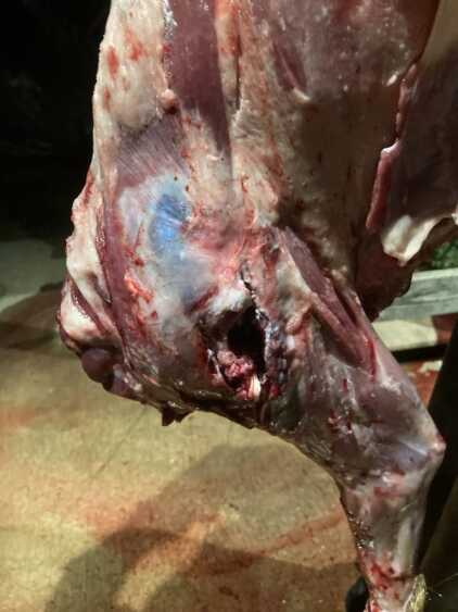 Review - Federal HammerDown ammunition Review - Federal HammerDown ammunition