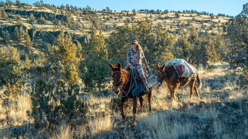 Tips To Better Understand & Enjoy Your Mule