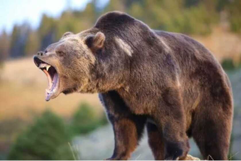 Dr. Dabbs - Bella Twin: The Tiny Little Woman and the Really Big Bear