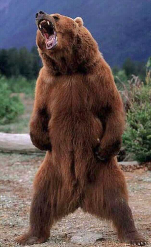 Dr. Dabbs - Bella Twin: The Tiny Little Woman and the Really Big Bear