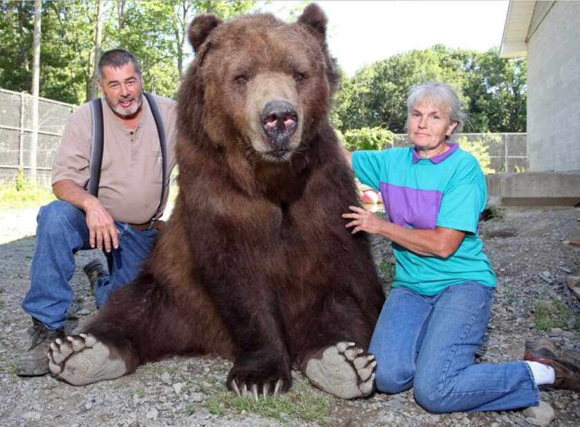 Dr. Dabbs - Bella Twin: The Tiny Little Woman and the Really Big Bear