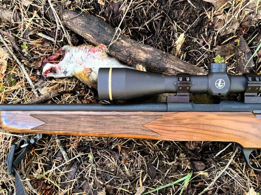 Springfield's 2020 Rimfire Rifle on ground with squirrel