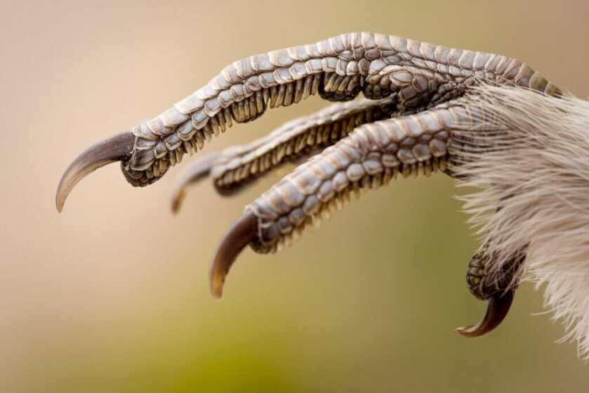 roughed grouse closeup