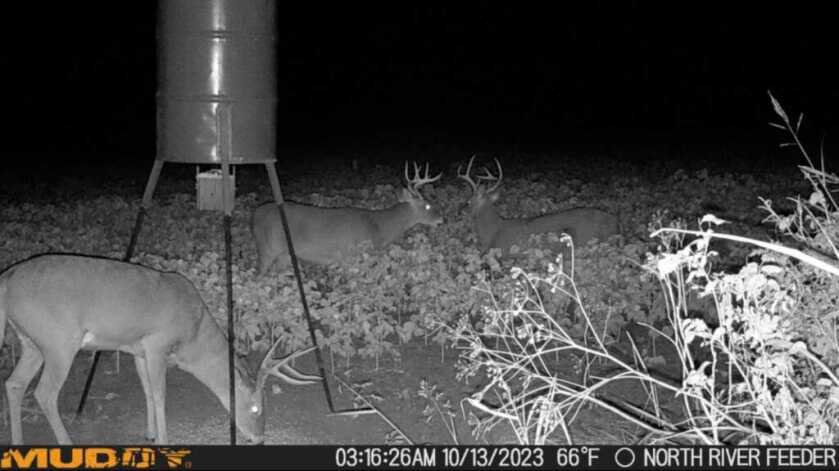 Captured! Muddy Matrix Cellular Trail Camera Review Three bucks playing it smart and only coming out after dark