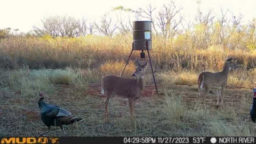 Captured! Muddy Matrix Cellular Trail Camera Review Deer and Turkey enjoying the sunset together