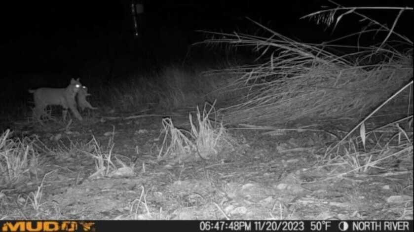 Captured! Muddy Matrix Cellular Trail Camera Review Bobcat caught a rabbit and decided to show off his evening meal