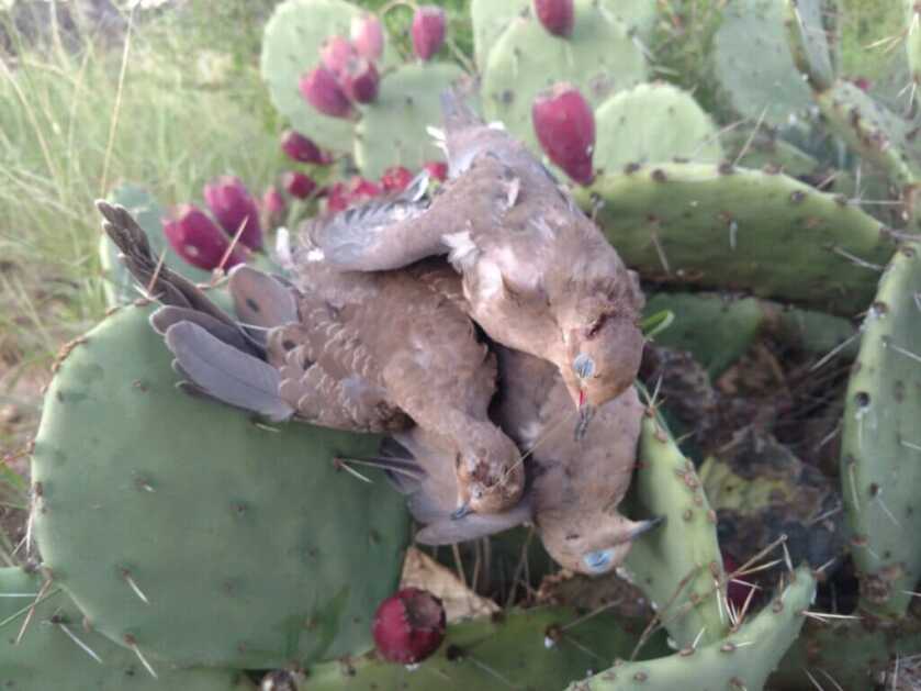 three dove on a cactus