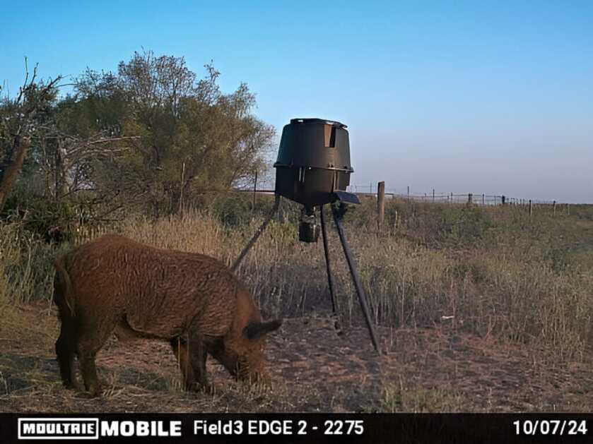 feral hog on trail camera