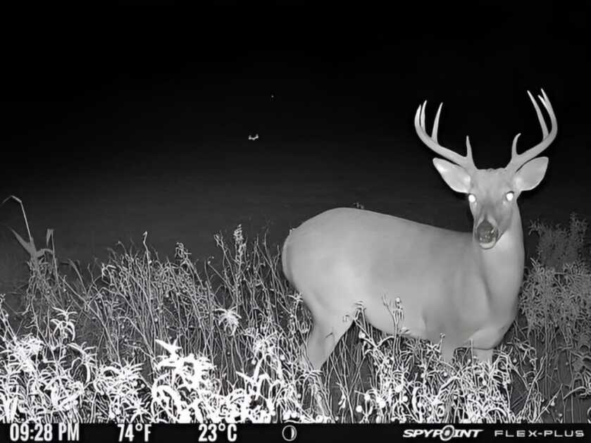 buck on camera