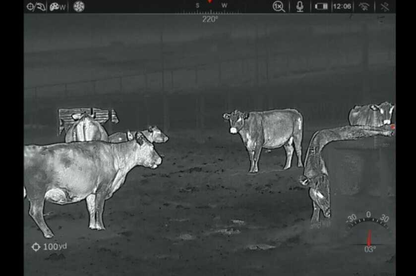 picture of cows taken thorugh a thermal