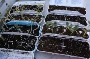 Prepping 101: Seeds - Don't Screw It Up! I actually ruined my seedlings because the MySeedCellar seeds germinated quicker than I had anticipated, and the little plants grew too fast looking for light while trapped inside the egg boxes.