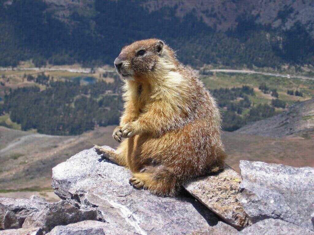 Rockchuck sittin gon a rock