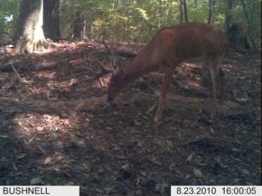Deer Camp: Top Four Tips to Scouting Now for Deer Season Success Trail cameras are a great tool for inventorying the bucks on your land. Hang near a key food source or attractant or bait pile where legal.